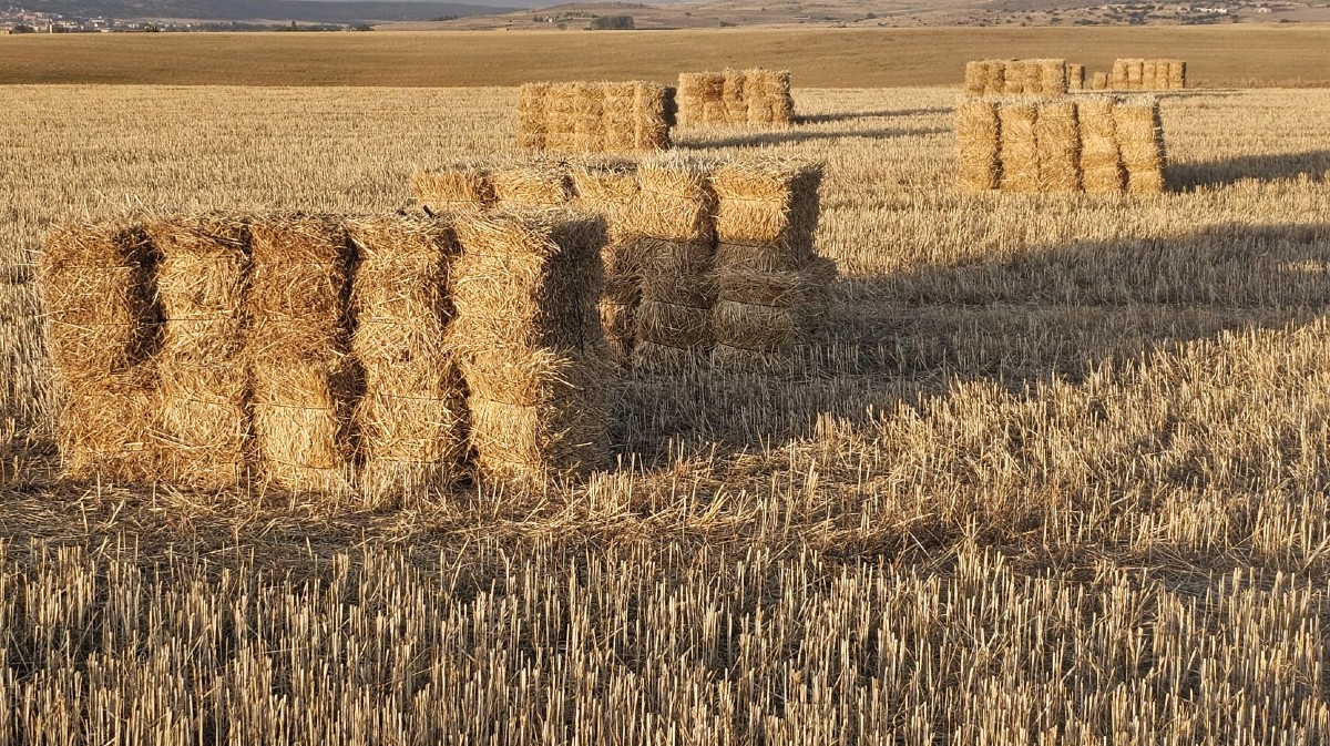 Imagen de archivo de un campo de cereal.