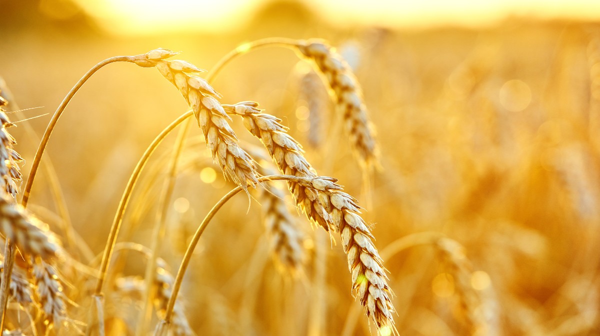 Los agricultores de Barco-Piedrahíta y el Tiétar podrán cosechar las zonas de cereal reservadas a biodiversidad