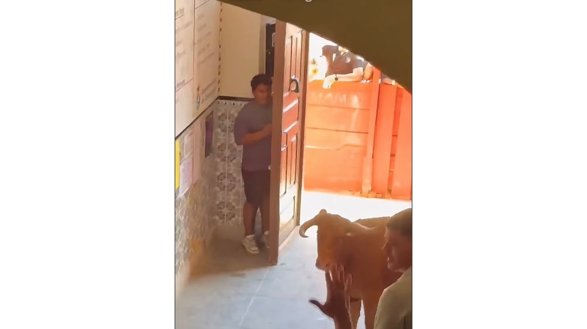 Vaca en el Ayuntamiento de Candeleda / @Carlosmontesinogarro