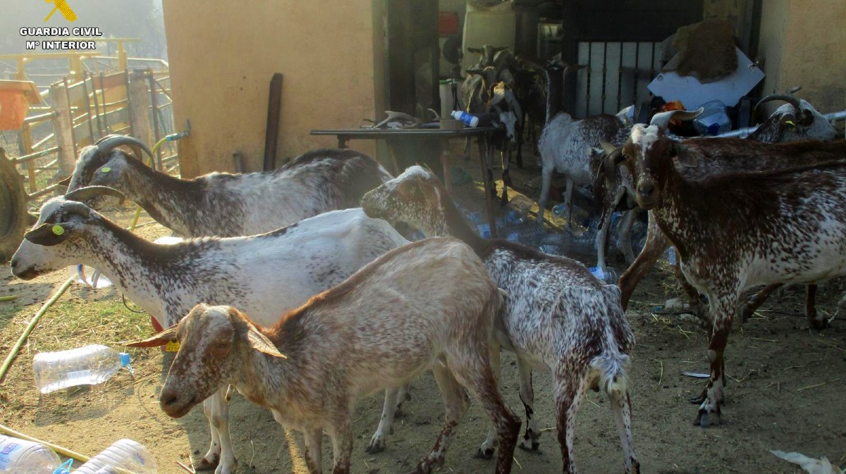 FOTOS | Hallan numerosos animales muertos y cabras sin alimento cuando entraron a rescatarlos por el incendio