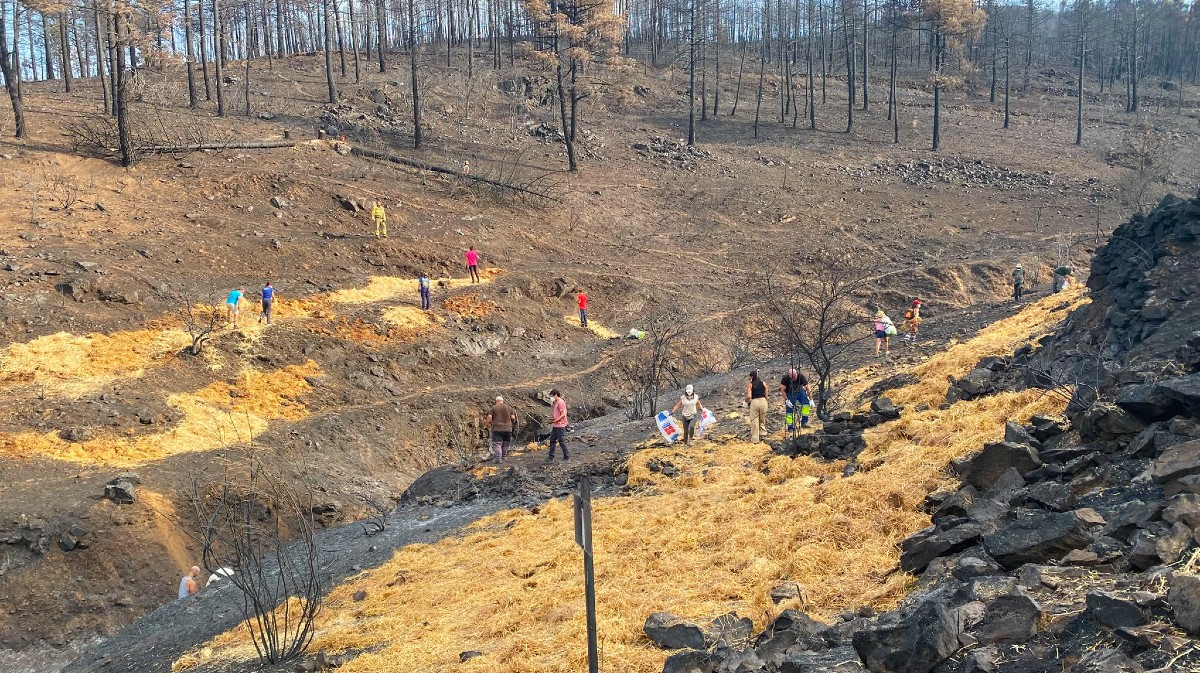 Voluntarios crean barreras contra la erosi&oacute;n tras el incendio en El Tiemblo.