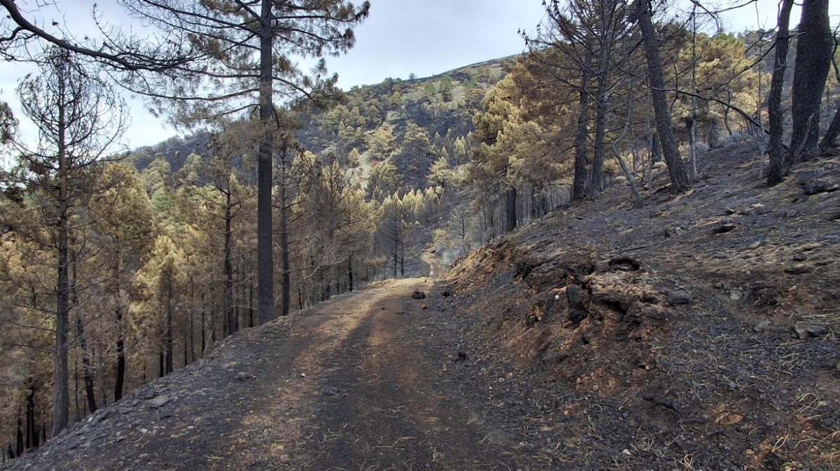El Valle de Iruelas tras el incendio. Foto: Chuchi.