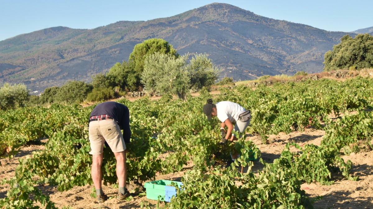 Comienzo de la vendimia de garnacha en Cebreros.