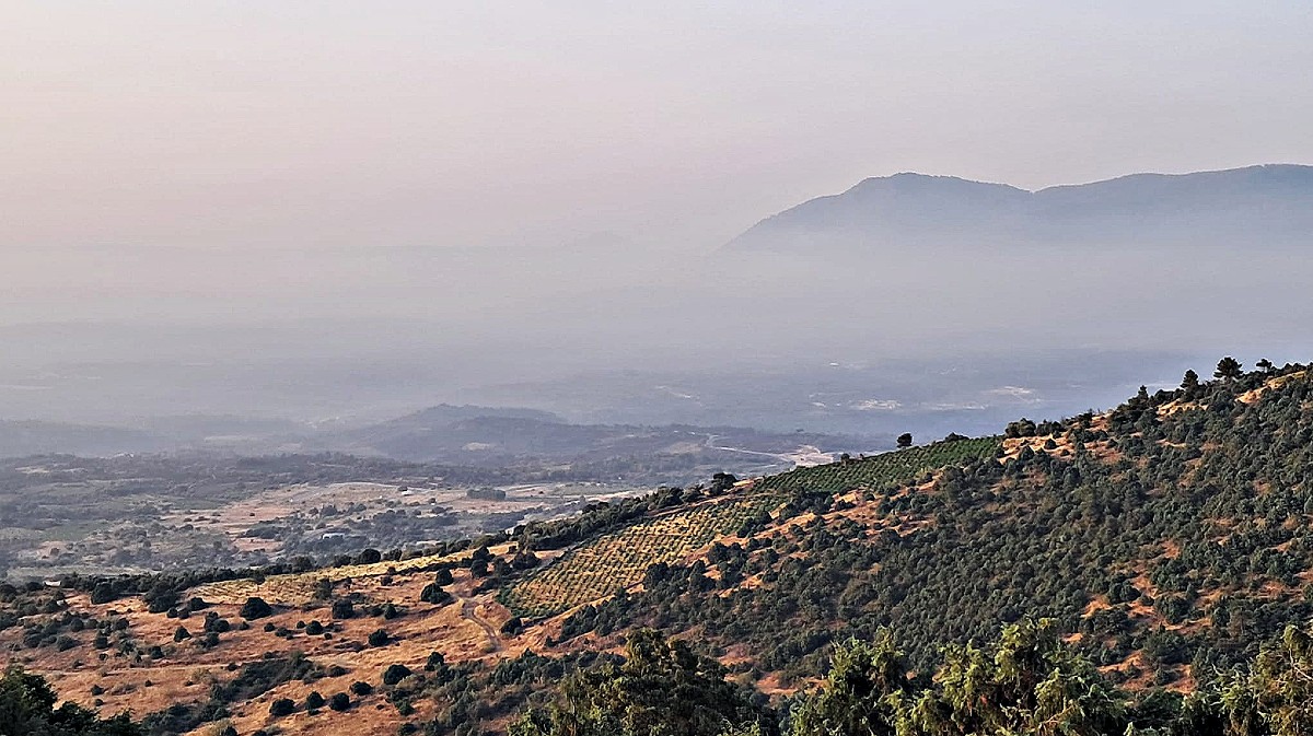 Zona de vi&ntilde;edos de la DOP Cebreros afectada por el incendio de Burgohondo.