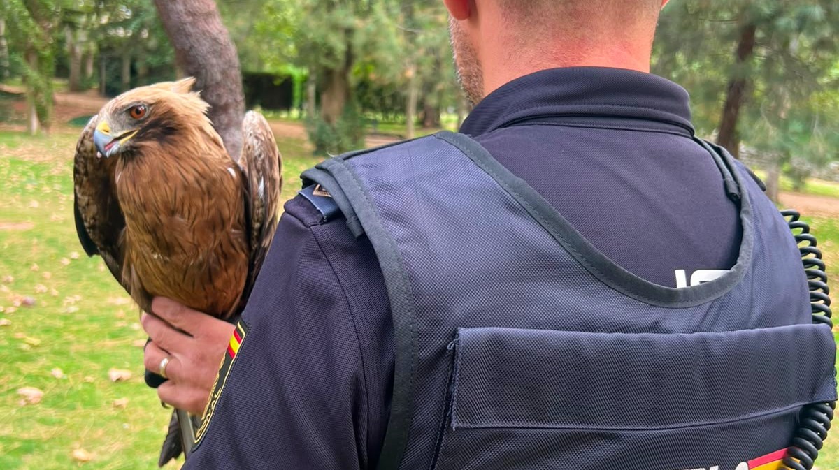 &Aacute;guila calzada localizada en el jard&iacute;n de la Vi&ntilde;a.
