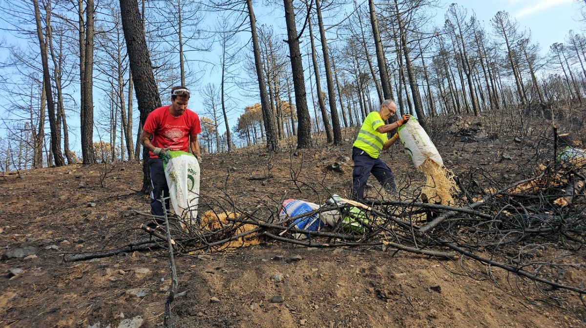 Voluntarios crean barreras contra la erosión tras el incendio en El Tiemblo.