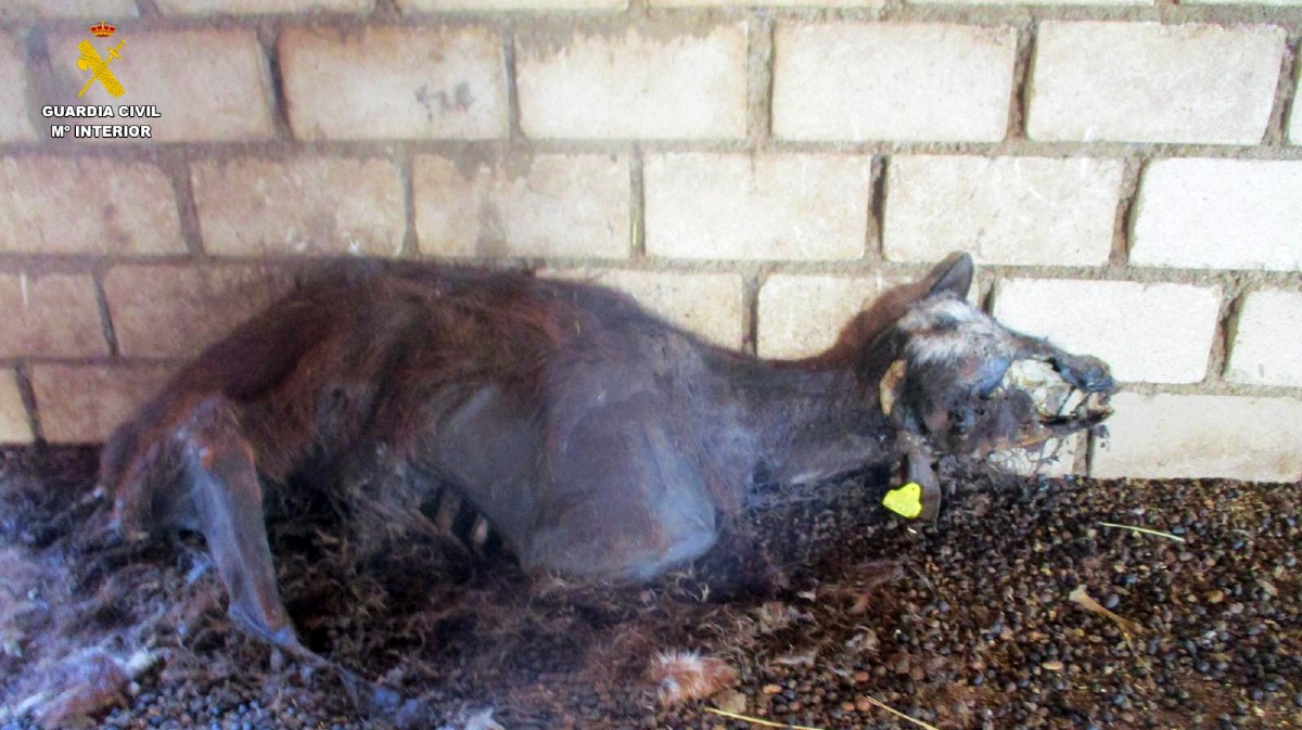 Cabra muerta en una granja de El Tiemblo.