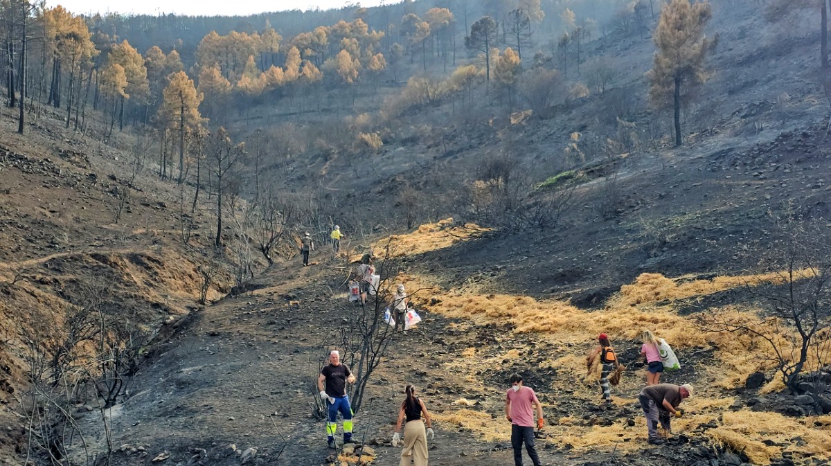Voluntarios crean barreras contra la erosión tras el incendio en El Tiemblo.