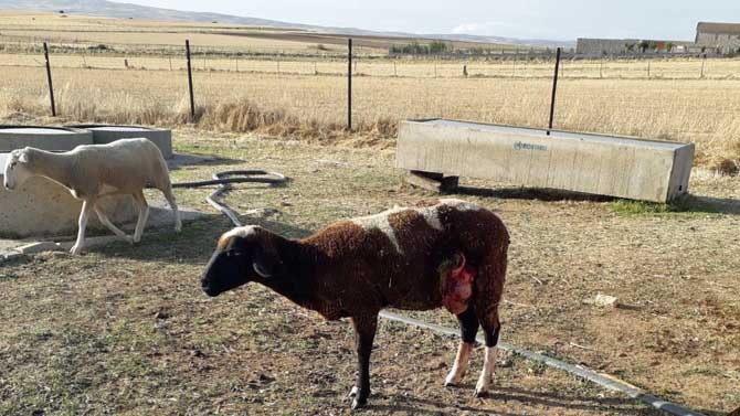 Reses heridas por los lobos en Tolbaños.
