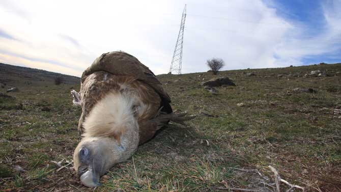 Ave muerta en el Campo Azalvaro.