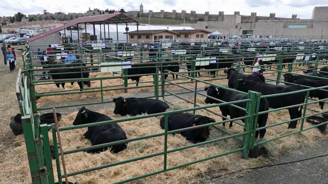 Feria de ganado de raza avileño en Ávila.