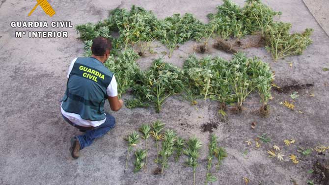 Huerto de marihuana en Mijares.