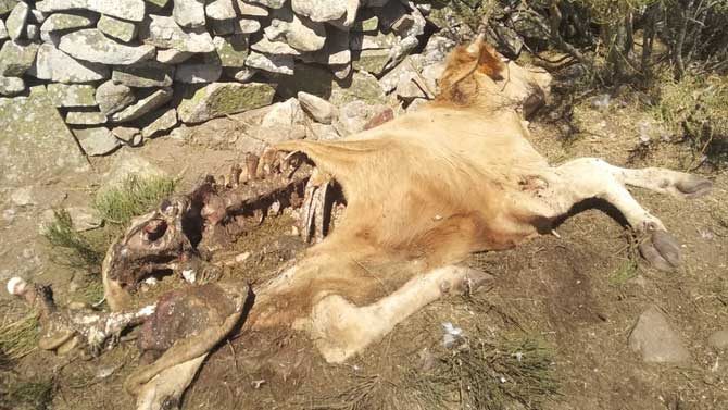 Res muerta por los lobos en la comarca de Pinares.
