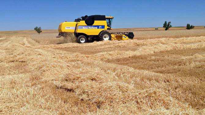 Imagen de archivo de la cosecha de cereales.