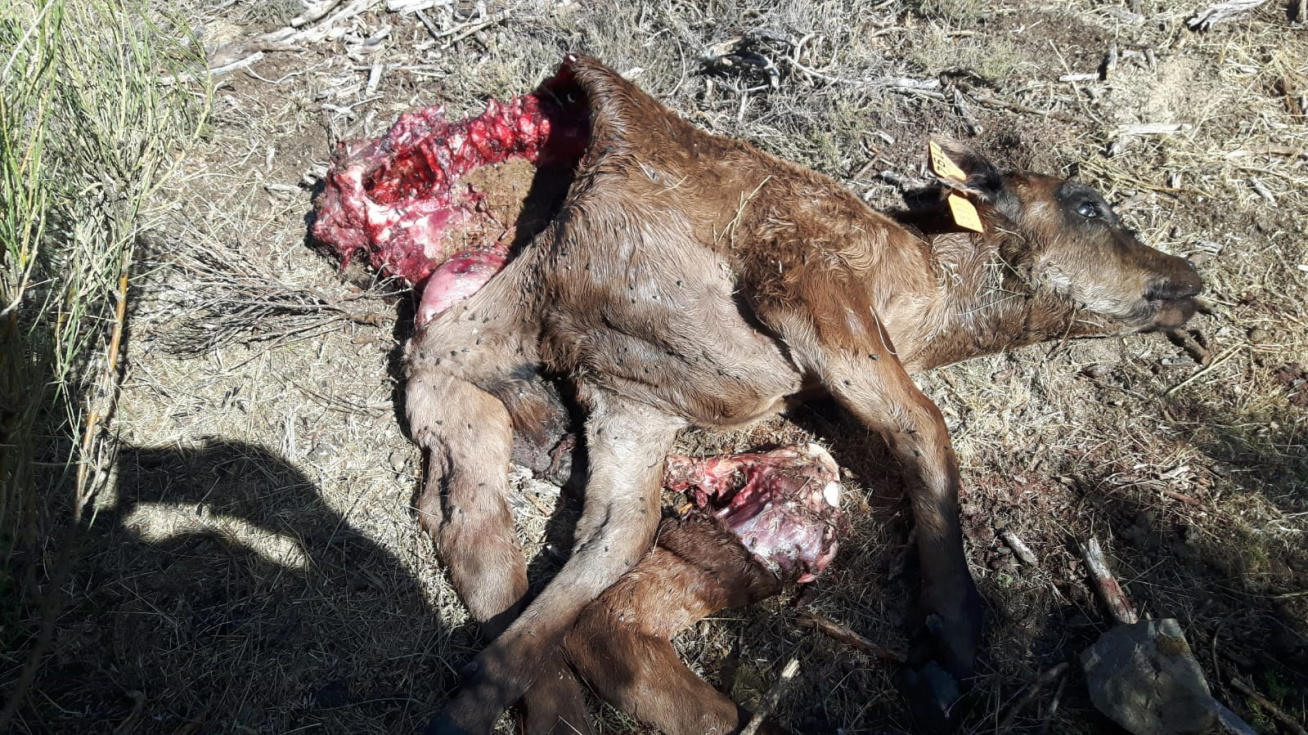 Ternera muerta en San Juan del Olmo.