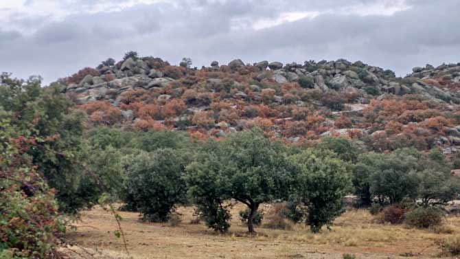 Encinares en torno a &Aacute;vila, esta semana.