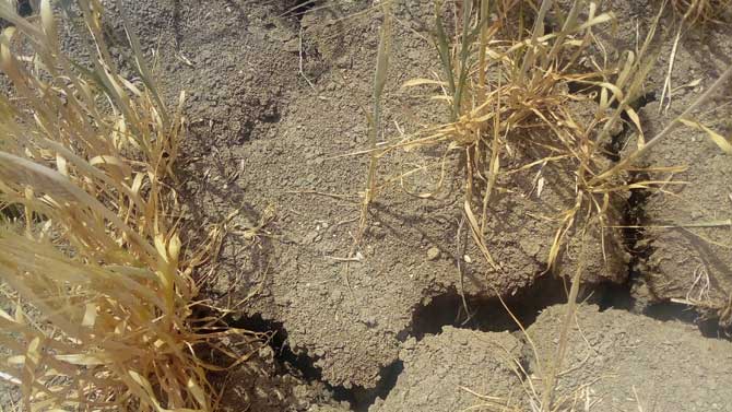 Detalle de un cultivo de cebada en junio.