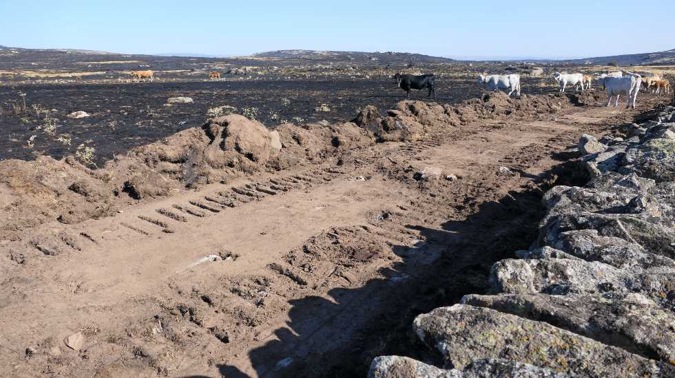 Ganado en la zona del incendio días dewspués del fuego.