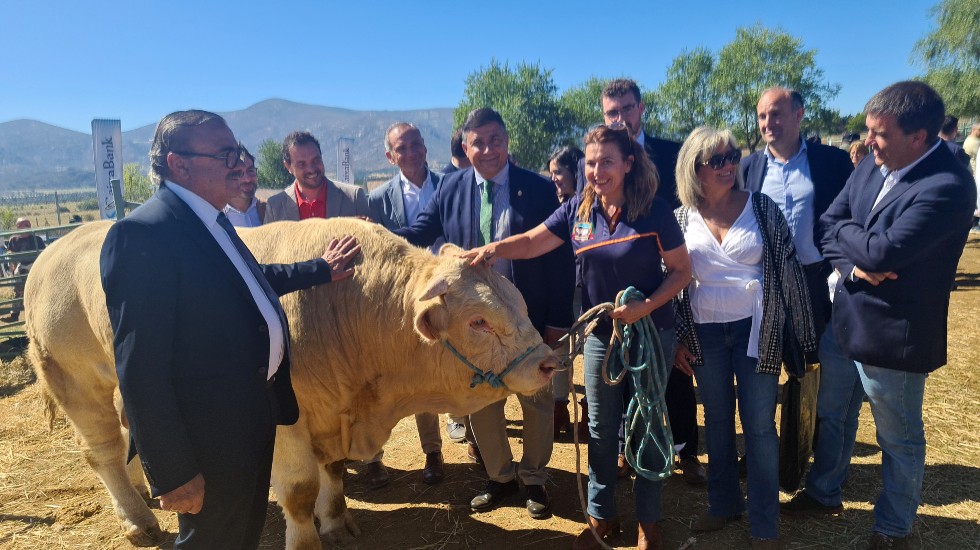 Feria de Ganado de Muñana.