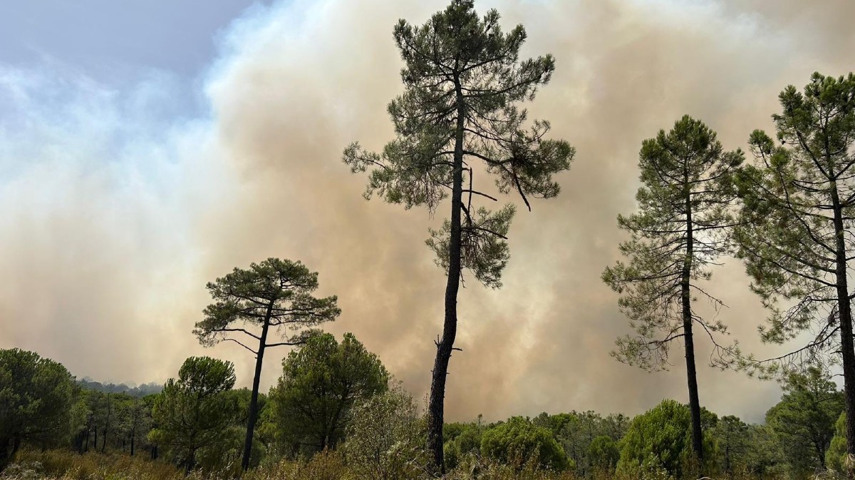 Incendio en San Bartolomé de Pinares y Las Navas en agosto.