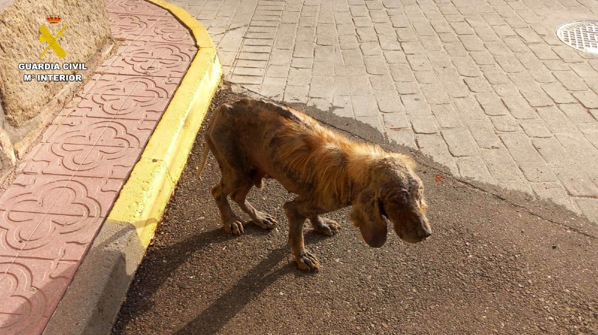 Perro atendido por el que se investiga a un hombre.