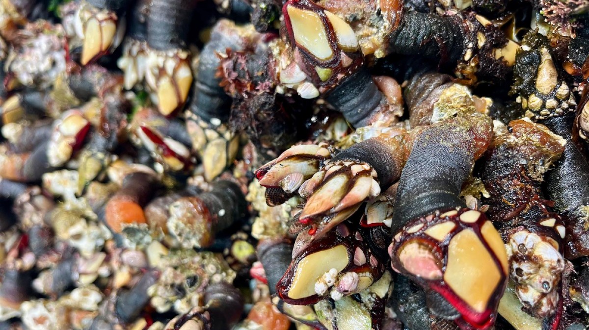 Percebes de la Costa da Morte en la pescadería De Buen Puerto.