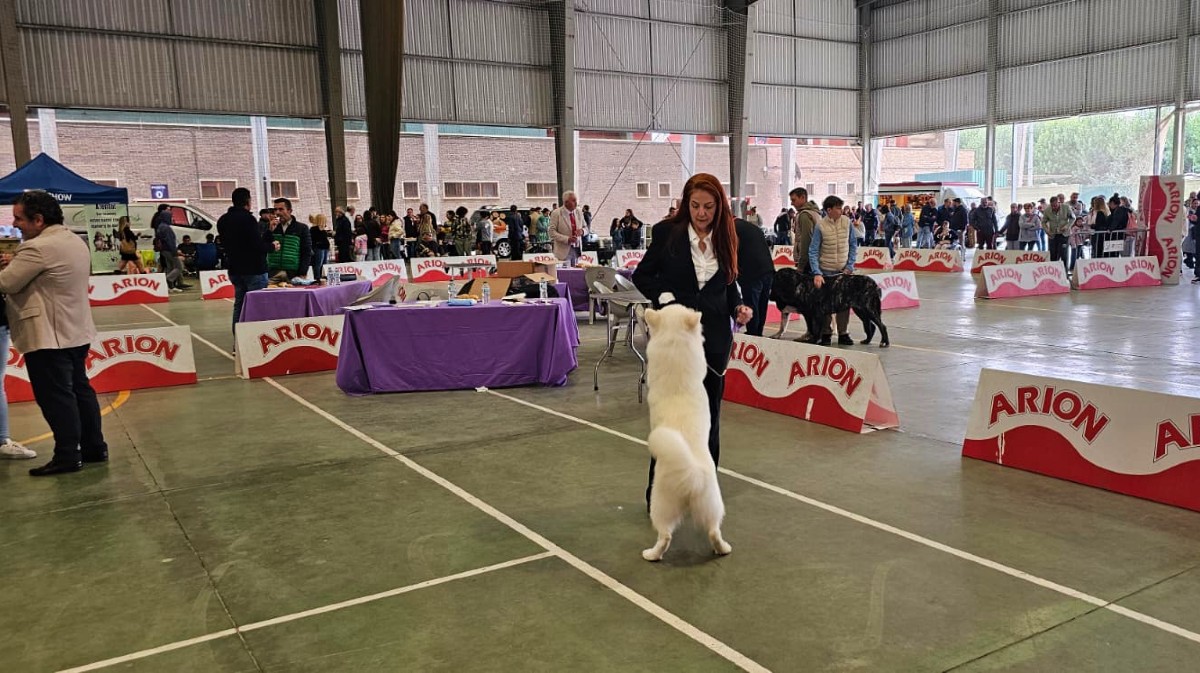 Exposición Nacional Canina Ciudad de Ávila.