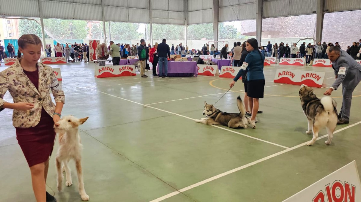 Exposición Nacional Canina Ciudad de Ávila.