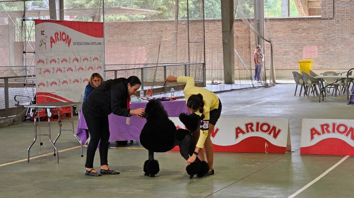 Exposición Nacional Canina Ciudad de Ávila.