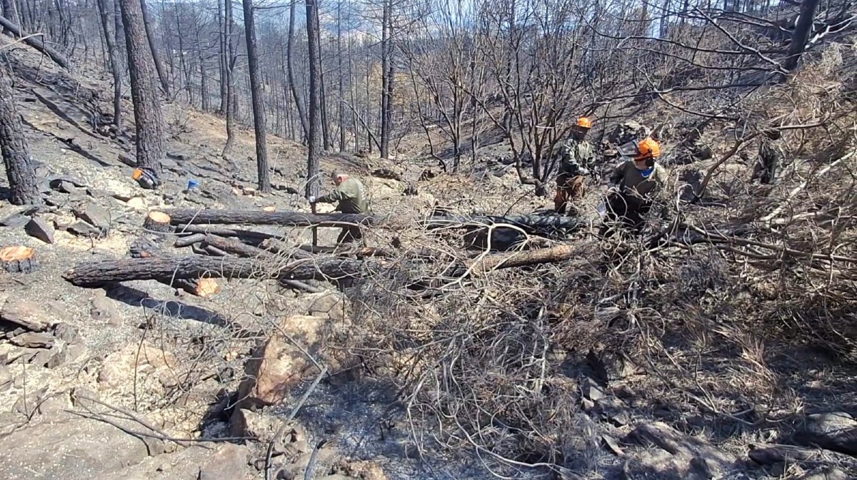 Trabajos de corta de madera quemada en el Valle de Iruelas. Foto: Chuchi.