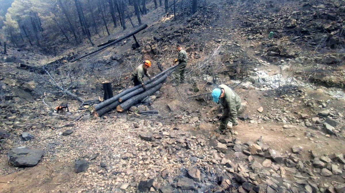 Trabajos de retirada de madera en el Valle de Iruelas. Foto: Chuchi.