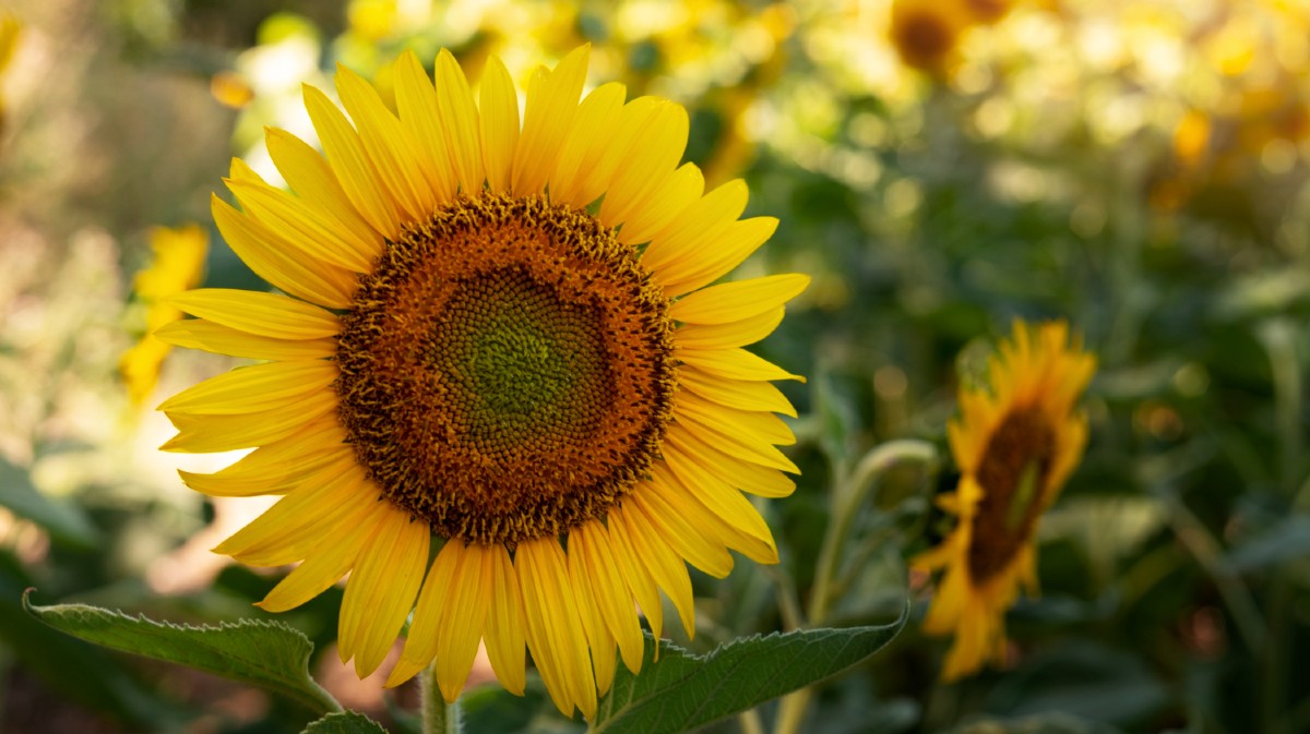 Se adelanta la fecha: los agricultores podrán cosechar el girasol declarado como 