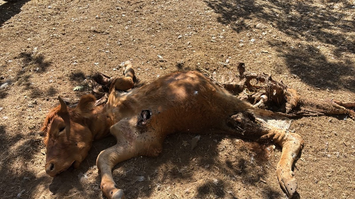 Una res de ganado vacuno muerta por un ataque de lobo.