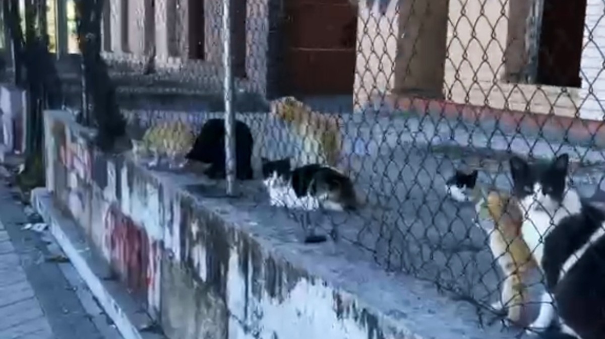 Colonia felina en la calle Maceros.