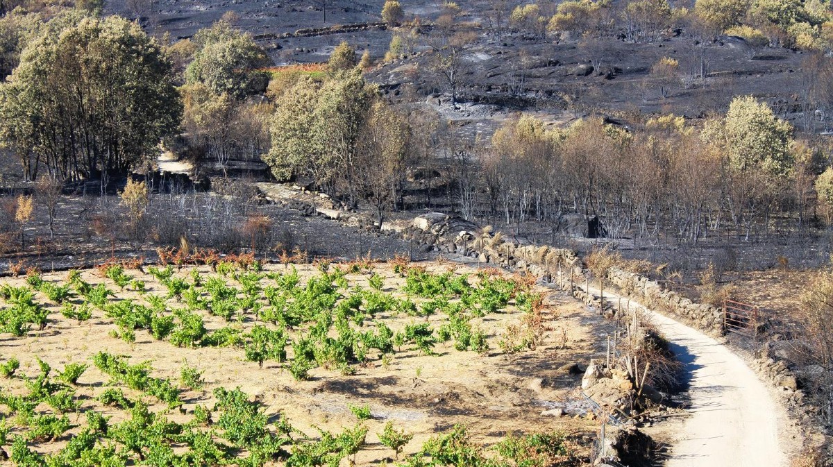 Vi&ntilde;edos rodeados de terrenos quemados en el paraje del Espino en la Cueva del Horcajo de Burgohondo.