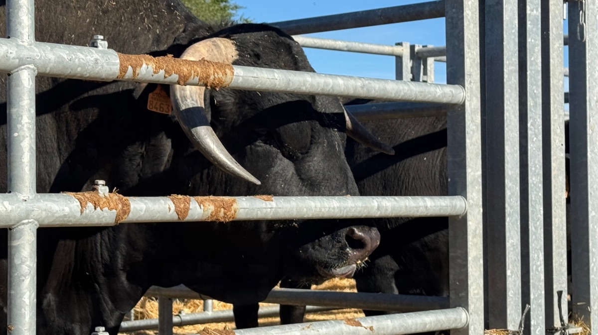 Ganado del Concurso Subasta de Raza Avile&ntilde;a-Negra Ib&eacute;rica