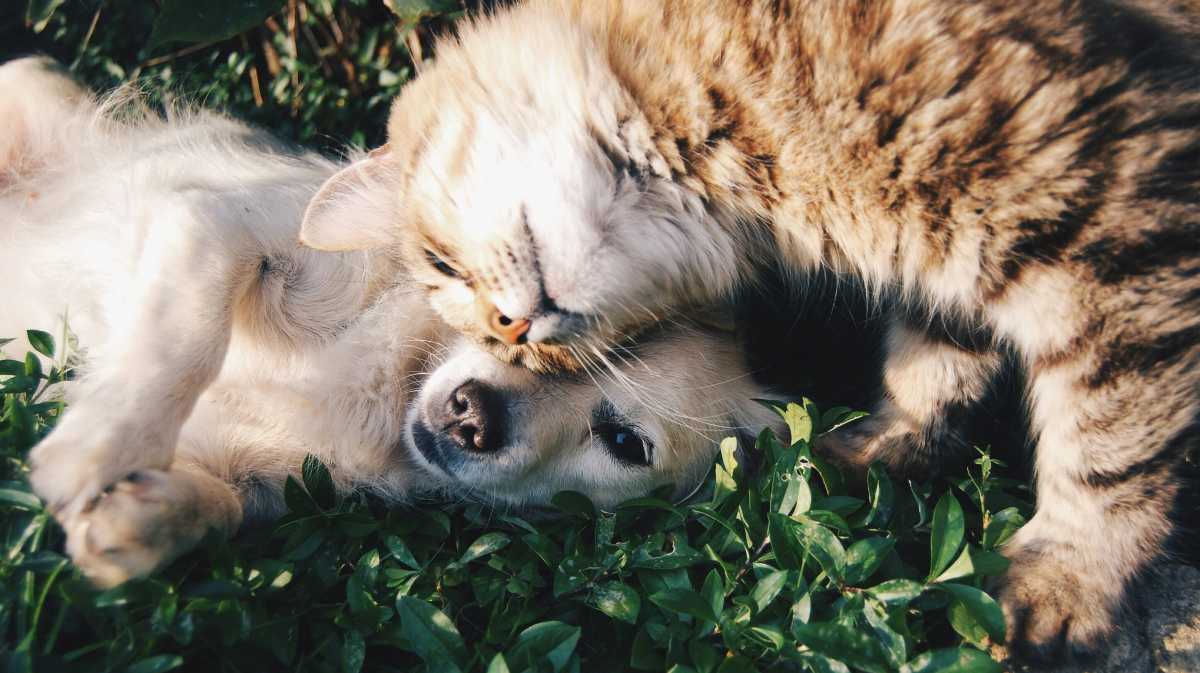 Foto de Krista Mangulsone en Unsplash