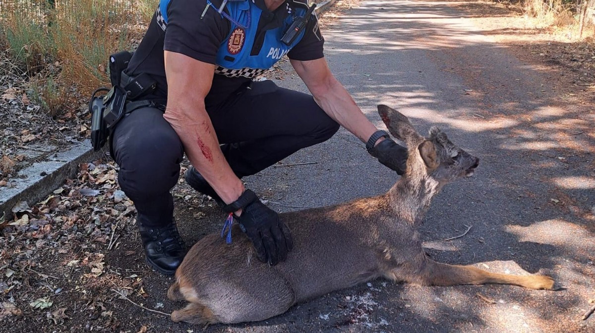 Uno de los corzos heridos en manos de un polic&iacute;a local. Foto: @EmergenciaAvila.