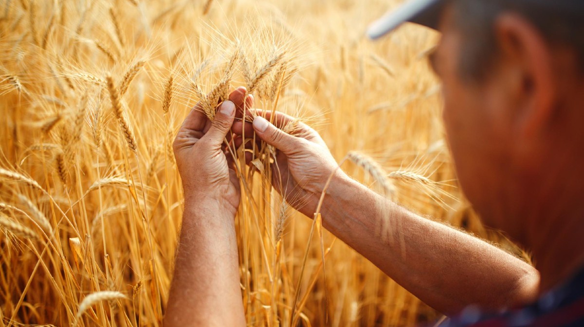 Imagen de archivo de un agricultor analizando la cosecha de cereal.