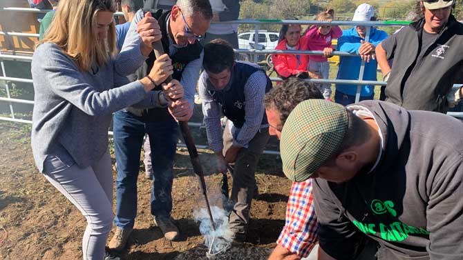 Herraje de una res por Alicia García y Rubén Serrano.