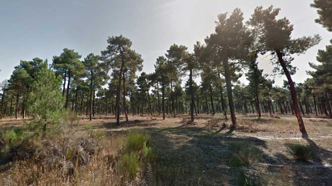 Pinar en la provincia de Ávila.