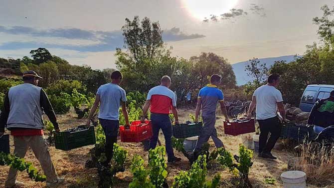 Vendimia en Cebreros este año.