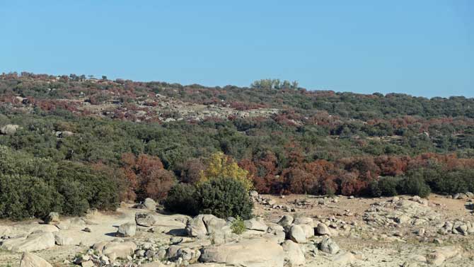 Encinas secas en el entorno del embalse de Fuentes Claras.