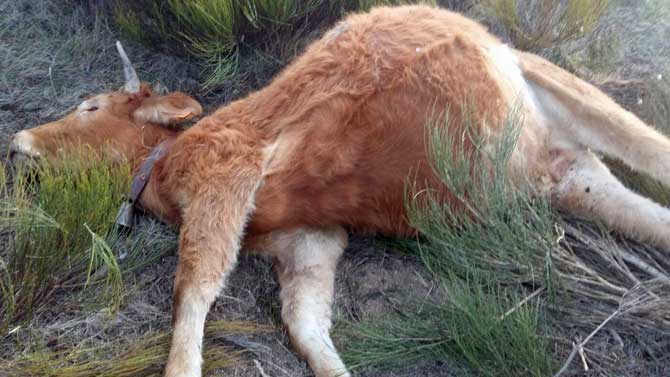 Imagen de archivo de una res muerta por los buitres.