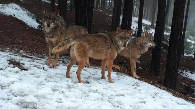 Cánidos en el Centro del Lobo Ibérico de Castilla y León.