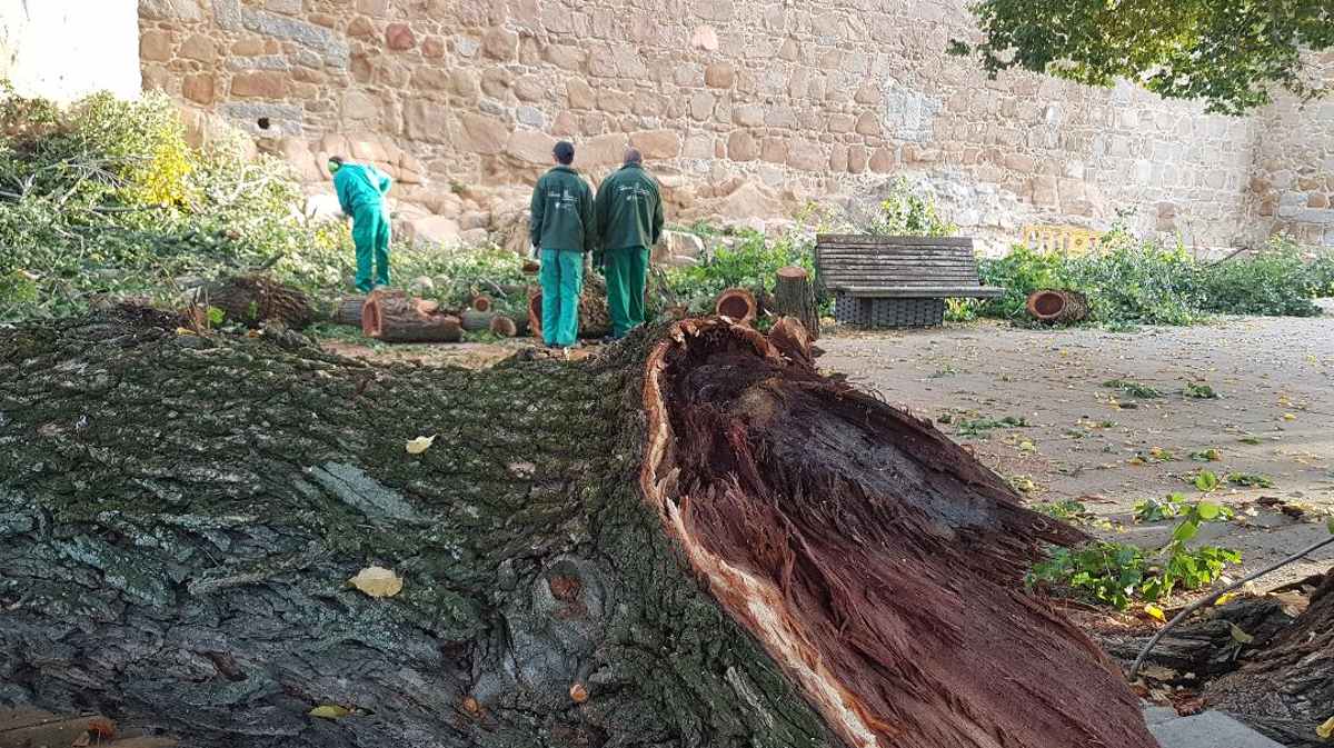 Retirada de la gran rama caída en el Paseo del Rastro.