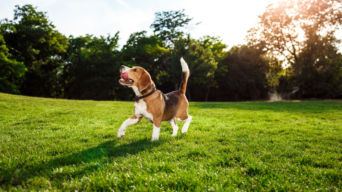 Imagen de archivo de un perro en un parque.