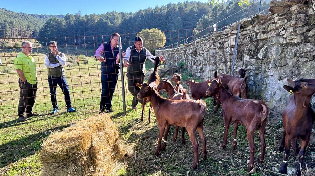 Ejemplares de cabra guisandesa en la finca de El Colmenar.