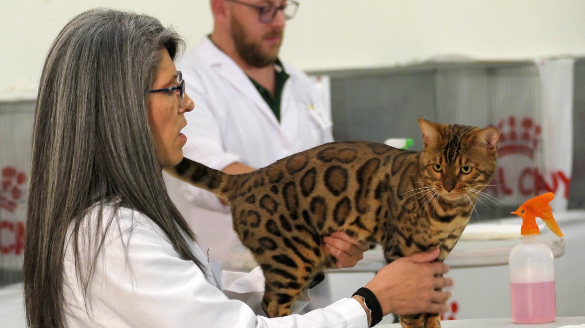 Una integrante del jurado observa un gato en una exposci&oacute;n felina anterior,
