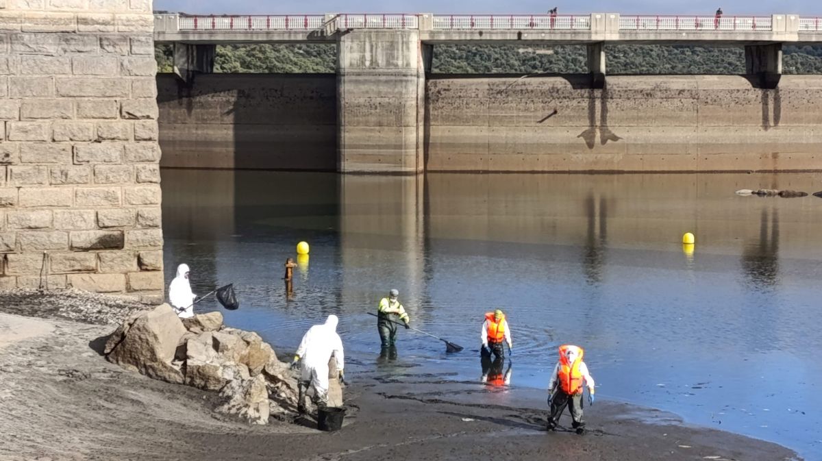 Operarios retirando los peces muertos
